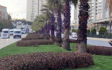 Gaziosmanpaşa Belediyesi cadde ve sokakları yeşile dönüştürmeye devam etti.