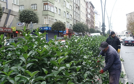 Gaziosmanpaşa Belediyesi tarafından ilçe genelinde mevsimlik bakım ve budama çalışmaları
