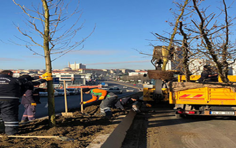 Gaziosmanpaşa’da, ağaçlandırma ve peyzaj düzenleme çalışmaları devam ediyor. 