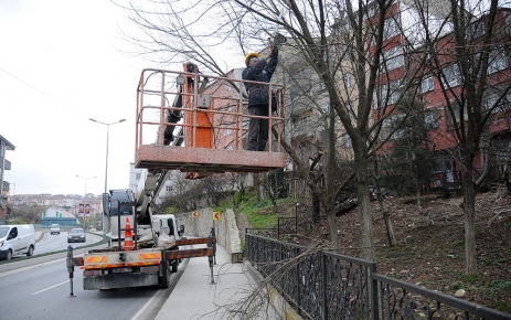 Gaziosmanpaşa Belediyesi tarafından ilçe genelinde başlatılan ağaç budama çalışmaları tamamlandı.