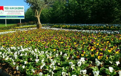 Gaziosmanpaşa Belediyesi, çeşitli yerlere diktiği kışlık mevsimlik çiçeklerle ilçeyi rengarenk
