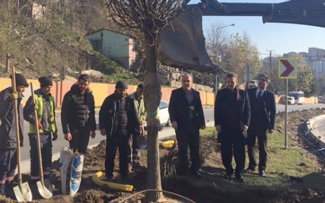 Gaziosmanpaşa Belediyesi, ilçenin caddelerini güzelleştiren çalışmalarını sürdürüyor. İstanbul Caddesi, dikilen