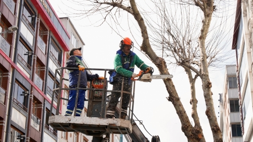 Arnavutköy’de ağaçların sağlıklı gelişimi ve güvenli kent yaşamı için ilkbahar